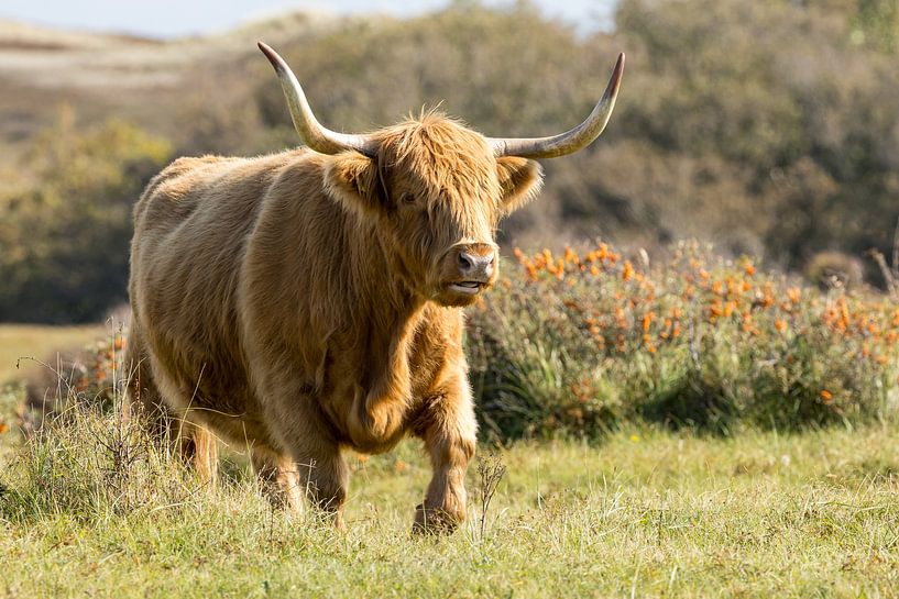 Ein Schtose Highlander in den Dünen von Menno Schaefer