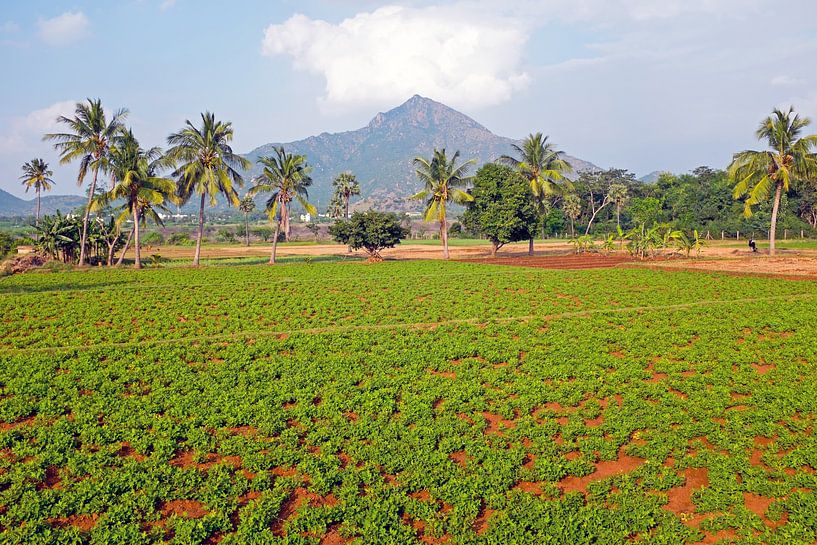 De heilige berg Arunachala in India van Eye on You