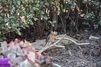 Robin in nature