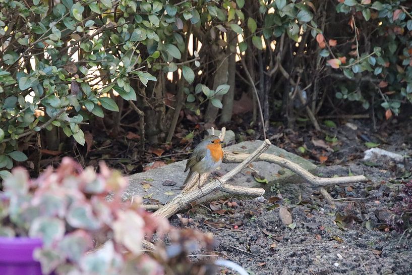 Robin in nature by Annet Perdijk