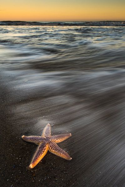 Starfish by Stijn Smits