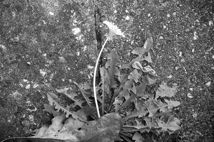 Die Natur entdecken in einem Waldgebiet im Emsland, Niedersachsen, Deutschland von Bianca Meyering Fotos - BMF