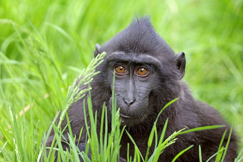 Macaque à crête par Edwin Butter
