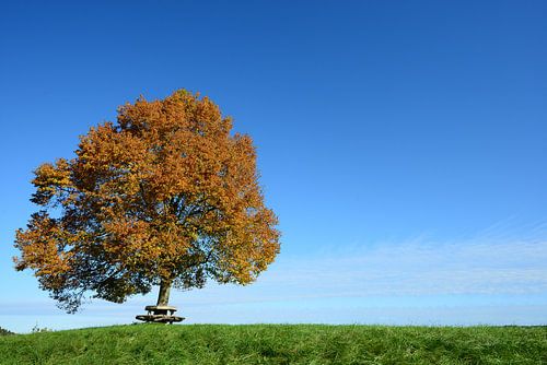 Linde im Herbst