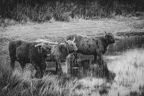 Schotse hooglanders in zwart wit