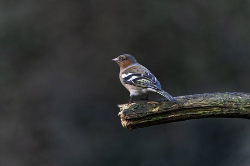 Natuurfotografie van Marieke Deinum