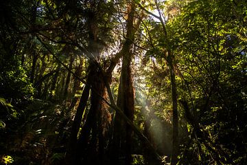 Jungle, Nieuw Zeeland van Nynke Altenburg