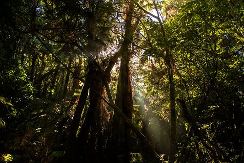 Jungle, Nieuw Zeeland