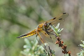 Quatre points (Libelle)
