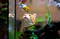 Poes bekijkt aquarium