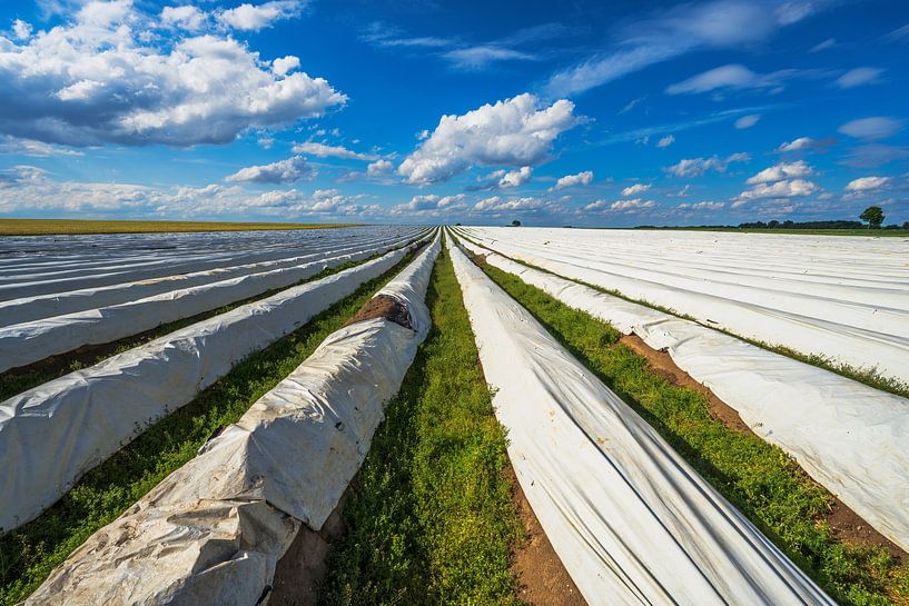 Asparagus field covered with foil by ManfredFotos