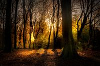 Autumn sunrise in the Speulder forest