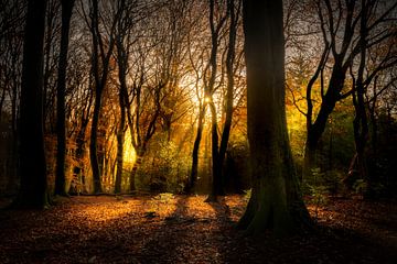 Zonsopkomst in de herfst in het Speulderbos van Frank Laurens
