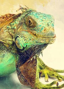Leguan Tiere Kunst #iguana