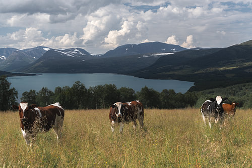 Norwegian natural landscape – Atmospheric photo print of cows by Lake Gjevillvatnet