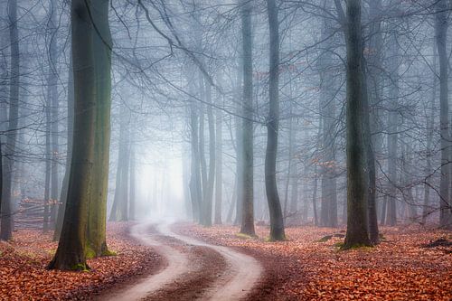 Waldweg im Morgennebel