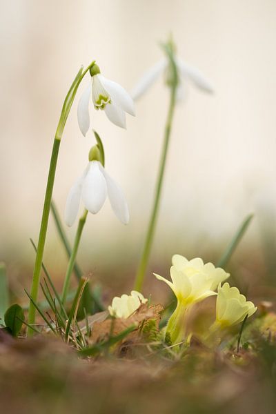Perce-neige par AK - Night and Day Photography