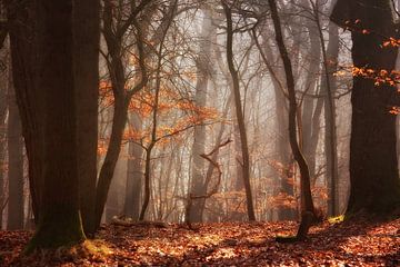 Diep in het bos... van LHJB Photography