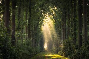 Magie in het bos