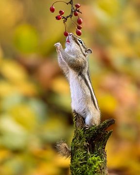 This squirrel is just enjoying a berry by Patrick van Bakkum