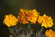 Gele bloem  van Eva Toes thumbnail