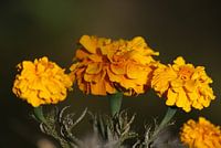 Gele bloem 