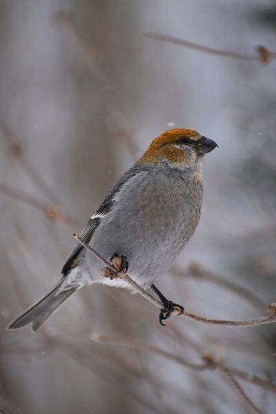 A durbec spruce bird in winter by Claude Laprise