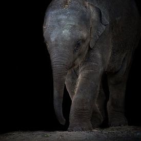 Portrait d'un bébé éléphant | Photographie de la vie sauvage sur Barbara Kempeneers