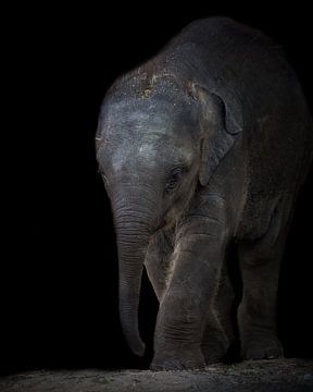 Portrait Elefantenbaby | Wildlife Fotografie von Barbara Kempeneers