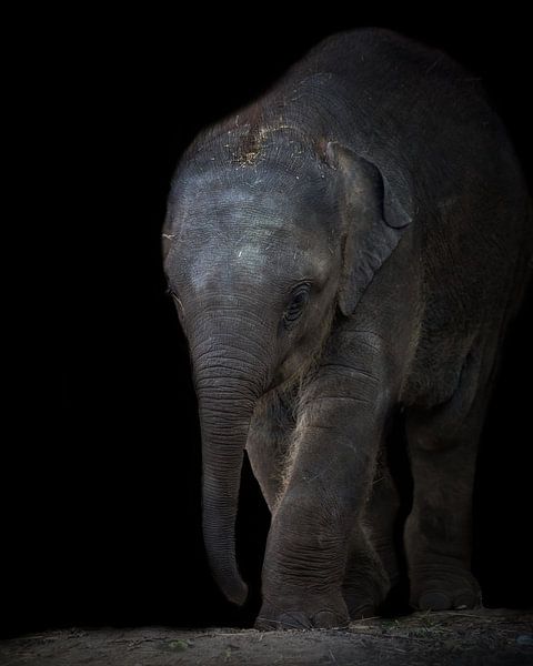 Portret Baby Olifant | Wildlifefotografie van Barbara Kempeneers