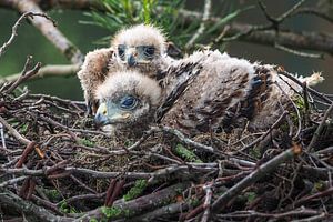 Jonge Woestijnbuizerd van Loek Lobel