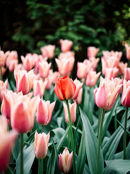 Zartrosa Tulpenfeld im Frühlingslicht