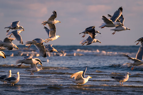 Gulls