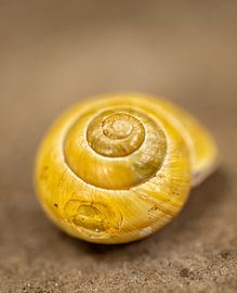 Battered cottage by simone swart