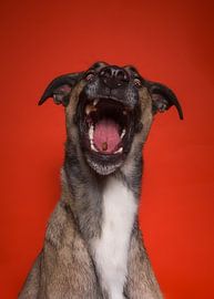 Fröhlicher Hund von Patrick Reymer