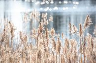 Riet aan het water van Scholtes Fotografie thumbnail