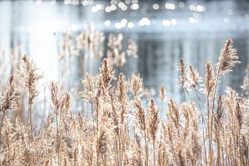 Schilf in der Nähe des Wassers