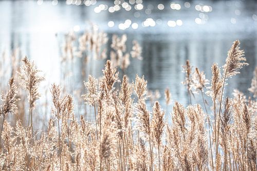 Riet aan het water