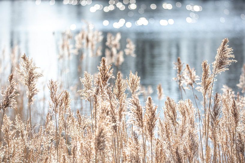 Riet aan het water van Scholtes Fotografie