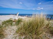 Duin met zeemeeuw op het strand in Warnemünde aan de Oostzee van Animaflora PicsStock thumbnail