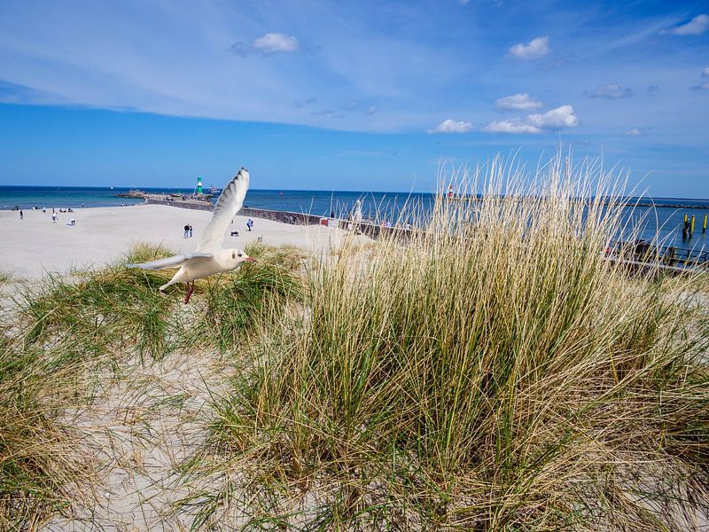 Duin met zeemeeuw op het strand in Warnemünde aan de Oostzee van Animaflora PicsStock