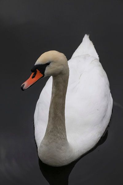 Schwan von Thomas Jäger