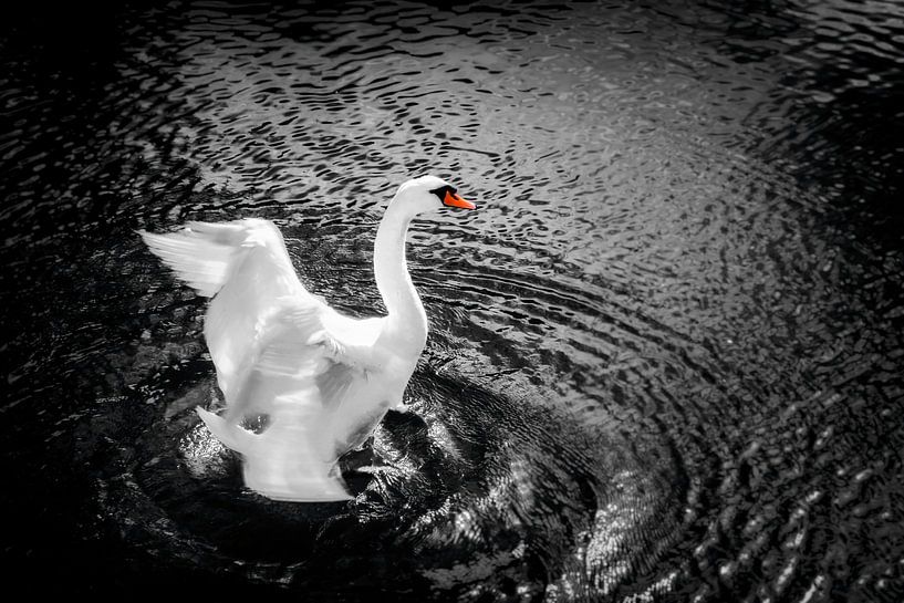 Glücklicher Schwan par Jan van der Knaap