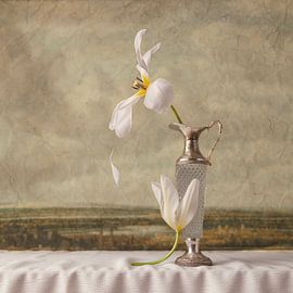 White tulip by Carolien van Schie