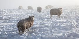 Winter in the Alblasserwaard
