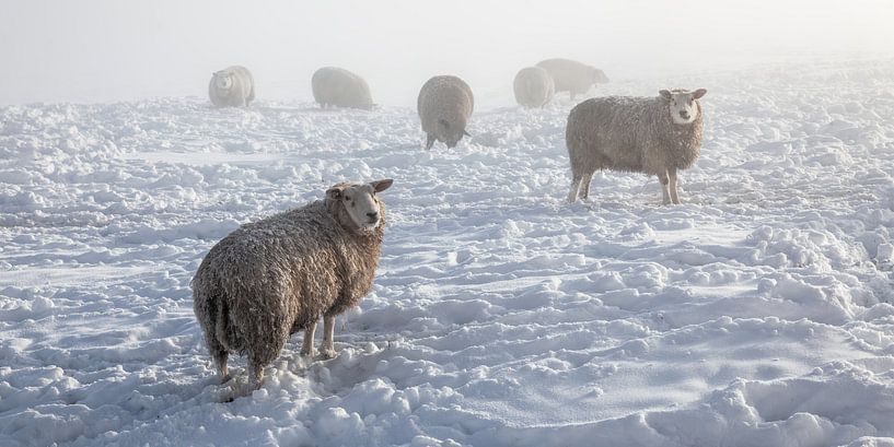Winter in de Alblasserwaard van Ko Hoogesteger
