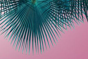 Blaugrünes Palmblatt und rosa Himmel, Sommersaison von Montepuro