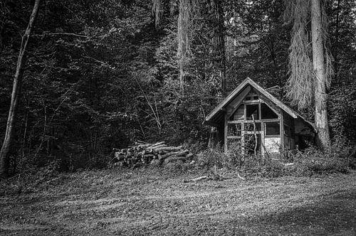 Verborgen in het bos