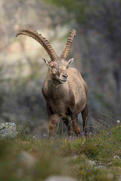 Capricorn by Pics by TL