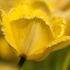 Yellow tulip by Orhan Sahin